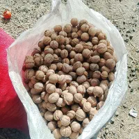 گردو خوب و روغنی  اونار واجه عمده وخورده|خوردنی و آشامیدنی|مشگین شهر, |دیوار