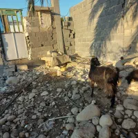 بزمحلی|حیوانات مزرعه|بندر کنگان, |دیوار