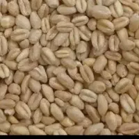 گندم درجه ۱ ابی و دیم