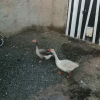 فروش.سه.عددغازسالم.یکی.نردوتاماده