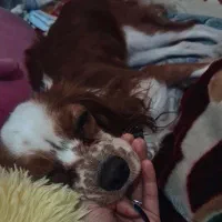 سگ کاوالیر|سگ|تهران, منیریه|دیوار