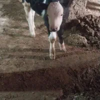 گو ساله|حیوانات مزرعه|قیدار, |دیوار