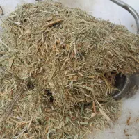 ۲تن علف  برای فروش دارم کیلوی ۳۵ هزار  مقتوع