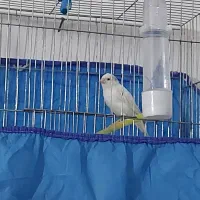 ۱۱ عدد قناری ..