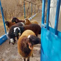 فروش فوری گوسفند اصیل سنگسری