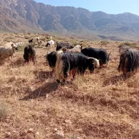 میش وبز