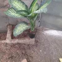 دیفن باخیابرگ پهن ۴۵۰