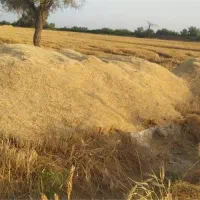 کاه گندم  تمیز فروشی