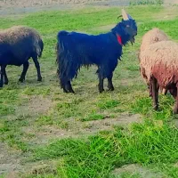 بزغاله نر دوبری|حیوانات مزرعه|اصفهان, قهجاورستان|دیوار