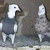 کفتر طوقی خالدار عتیقه|پرنده|سیرجان, |دیوار