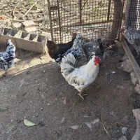 تخم نطفه دار گلین لری اصیل چهل تاج|حیوانات مزرعه|گرگان, |دیوار