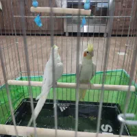 عروس هلندی و طوطی کوتوله