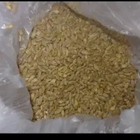 گندم درجه 1وجودرجه 1