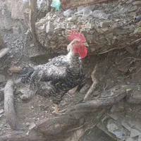 مرغ وخروس