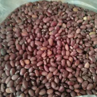 لوبیا قرمز تازه زیر قیمت
