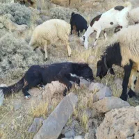 واگذاری سگ اصفهانی|سگ|شیراز, شاهچراغ|دیوار