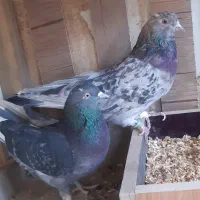 بوم هما و سرور|حیوانات|اصفهان, رهنان|دیوار