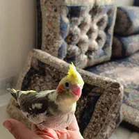 عروس هلندی|پرنده|محمدشهر, ولدآباد|دیوار