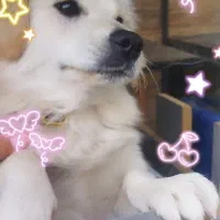 حیوانات گمشده