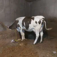 دو عدد گاو تک شیر شکم دوم .آدرس خود مراغه .