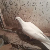 گمشده|پرنده|چهاردولی, |دیوار