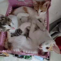 سه عدد بچه گربه واگذار میگردد
