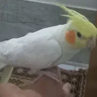 دو عروس هلندی دستی