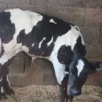 گاو هلشتاین وگوساله نر|حیوانات مزرعه|لولمان, |دیوار