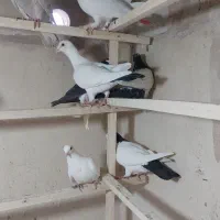 رنگی یجایی|پرنده|قم, انسجام|دیوار