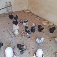 مرغ و خروس کوشین|حیوانات مزرعه|اصفهان, بوستان کوهستانی صفه|دیوار