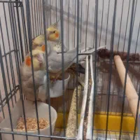 پرنده عروس هلندی