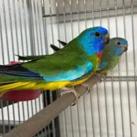 فروش جفت جوان طوطی نیوفما|پرنده|آمل, |دیوار