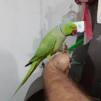 طوطی ملنگو سخنگو رام با قفس تمام لوازم|پرنده|رشت, جانبازان|دیوار