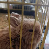 خرگوش مینیاتوری