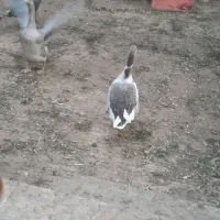 دو عدد غاز خانگی|حیوانات مزرعه|شاهدشهر, |دیوار