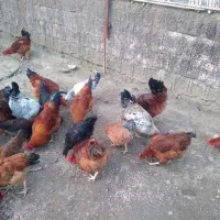 خروس محلی ۱ ساله|حیوانات مزرعه|چابکسر, |دیوار