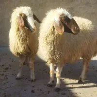 شک گوسفند میش