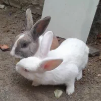 خرگوش نر و ماده