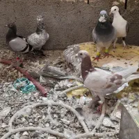 قیمت ۷ تاش دانه ۲۰۰