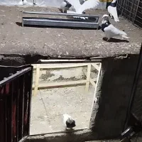 کبوتر طوقی|پرنده|کرج, پیشاهنگی|دیوار