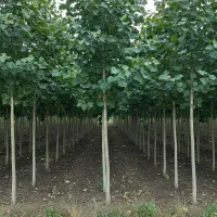 نهال صنوبر با ریشه سالم و آماده کاشت