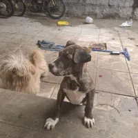 سگ پیتبول وشیتزو|سگ|مراغه, |دیوار