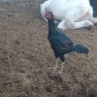 جوجه خروس سیاه|حیوانات مزرعه|پائین جام, |دیوار