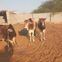 گاو فروشی|حیوانات مزرعه|قلعه قاضی, |دیوار