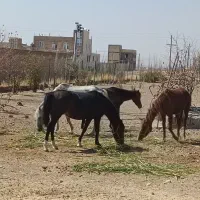 مادیان و کره اسب|اسب و تجهیزات اسب‌سواری|ماهیدشت, |دیوار