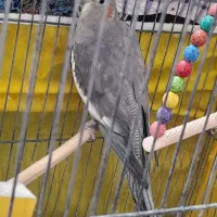 خرید وفروش پرنده