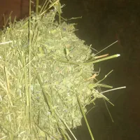 کاه سفید وکاه ینجه|لوازم جانبی حیوانات|دورود, |دیوار