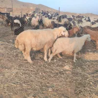 قوچ داشتی درجه یک