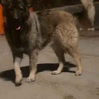 سگ‌ قفقازی|سگ|بومهن, |دیوار