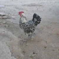 خروس نژاد گلین